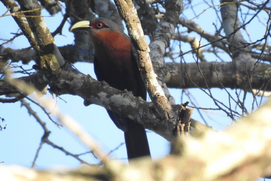 ProFauna temukan 9 jenis burung dilindungi di hutan lindung RPH Sekar