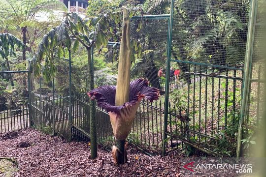 Bunga Bangkai setinggi 289 centimeter mekar di Kebun Raya Cibodas