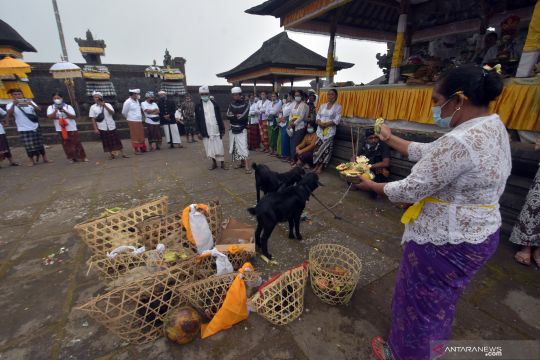 Ritual penyucian hewan kurban di Bali