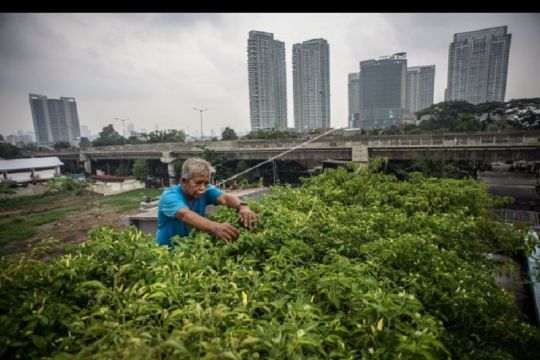 Polbangtan Medan ajak masyarakat kembangkan urban farming