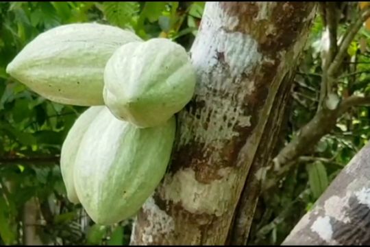 Harga merangkak naik, petani kakao di Aceh Utara bersemangat