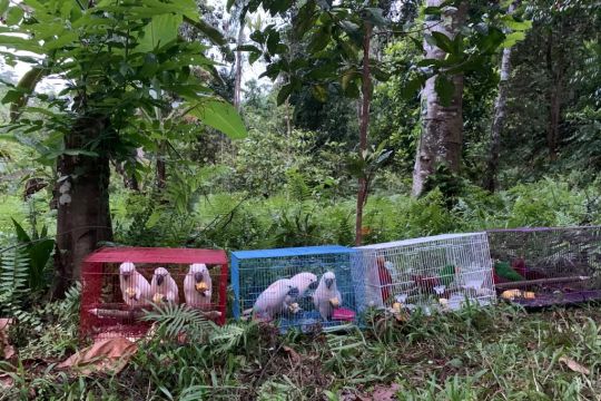 BKSDA Maluku lepasliarkan belasan satwa liar endemik