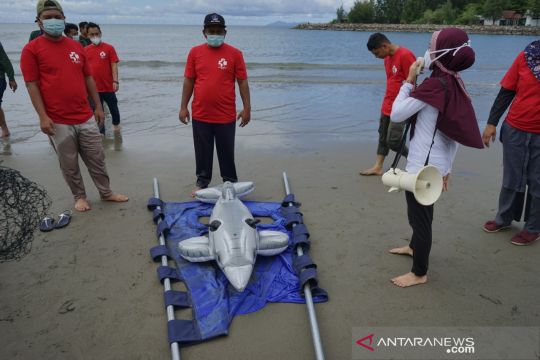 WWF: 444 kejadian mamalia laut terdampar di Indonesia dalam lima tahun