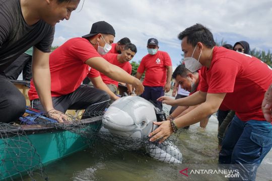 WWF dan USK edukasi penanganan mamalia laut terdampar di Aceh