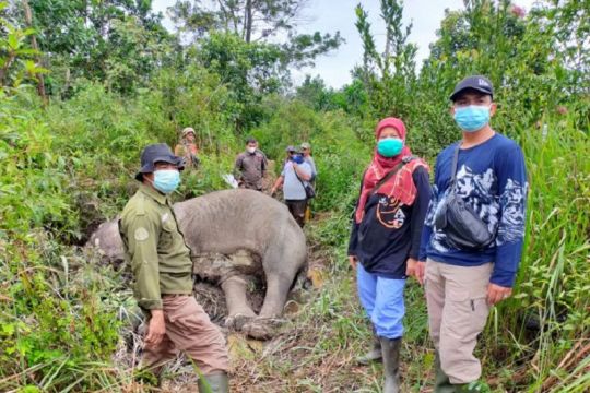 Seekor gajah Sumatra ditemukan mati di Pelalawan