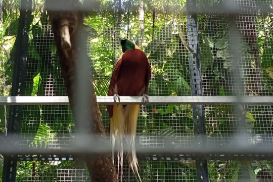 Sejumlah burung cenderawasih dilepasliarkan di TWA Sorong