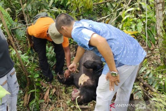 Kelompok tani madu temukan beruang mati terjerat tali di Siak Riau