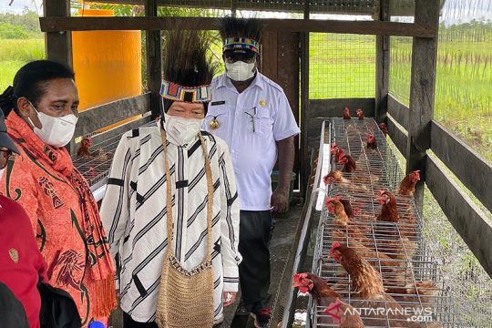 Kemensos dirikan 10 peternakan ayam di Kabupaten Asmat