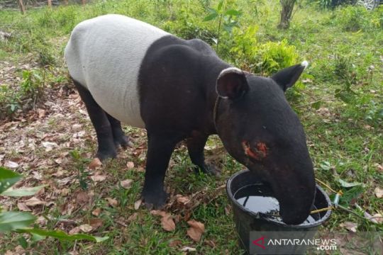 Warga Kuansing Riau temukan tapir dengan mata luka akibat benda tajam