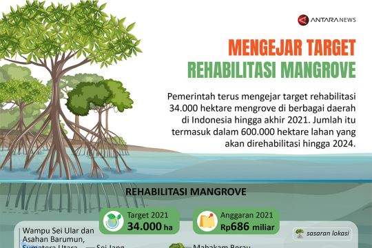 Mengejar target rehabilitasi mangrove