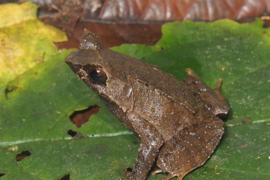 Dua spesies baru katak-tanduk ditemukan di Pulau Sumatera