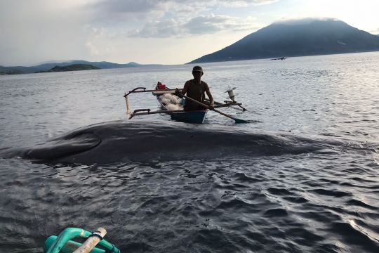 Satu ekor paus sperma terdampar di Alor