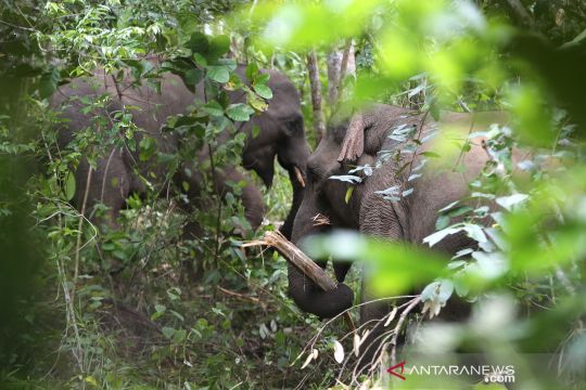 Gajah sumatera liar mencari makan di perkebunan warga Bener Meriah