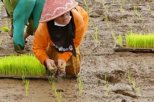 Petani Temanggung kembangkan padi organik jajar legowo
