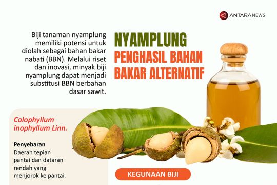 Nyamplung penghasil bahan bakar alternatif