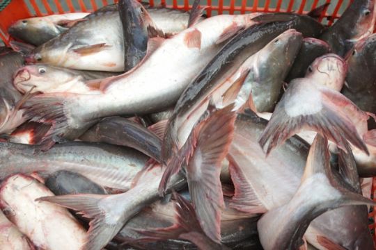 KKP dorong optimalisasi keuntungan dari limbah ikan patin