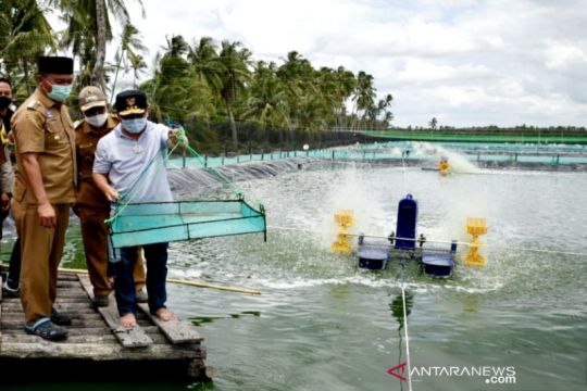 "Shrimp estate" Sei Raja, sumbangsih Kalteng kuasai pasar udang dunia