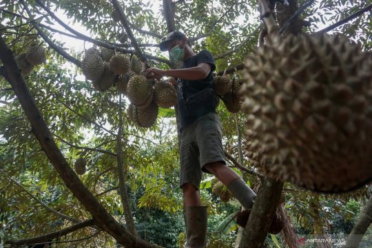 Panen durian di Batang