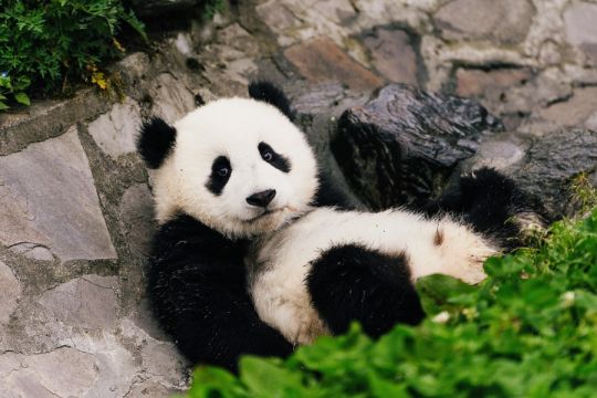 Konservasi panda bawa berkah bagi kehidupan spesies langka di China