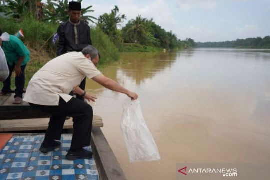 Gubernur Riau semai 154.686 benih ikan baung di Sungai Indragiri