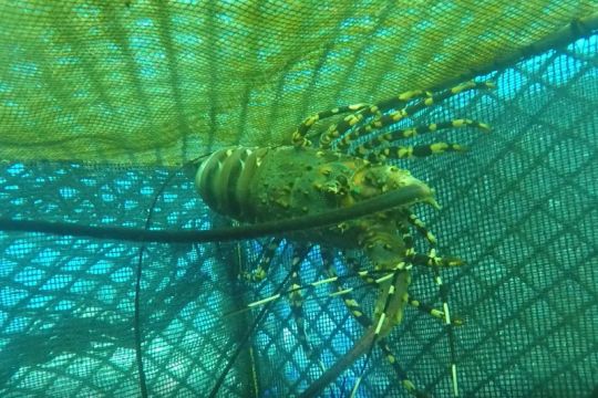 Menteri Trenggono dorong pengembangan sentra lobster di Lampung
