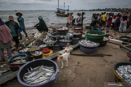 Pengamat: Antisipasi monopoli kuota ikan dalam penangkapan terukur