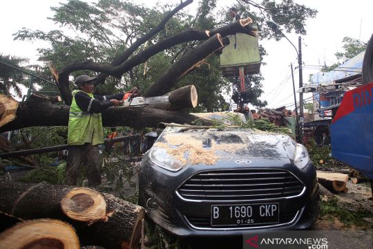 Pohon tumbang usai hujan deras dan angin kencang di Tangerang
