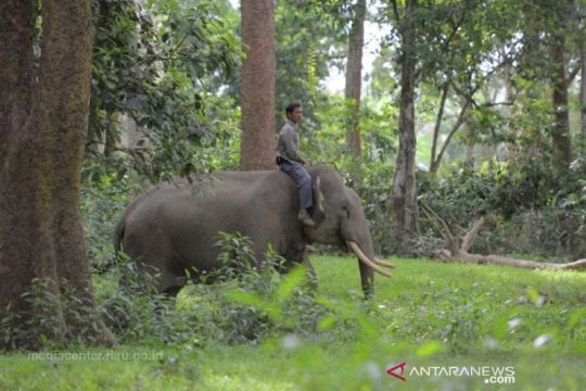 Tim BBKSDA Riau menggiring gajah liar yang memasuki desa ke habitatnya