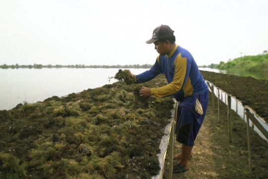 IEB Institute prediksi permintaan komoditas rumput laut masih tinggi