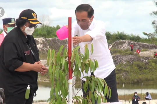 Pulihkan eks kawasan tambang, Presiden Jokowi tanam 10.600 pohon