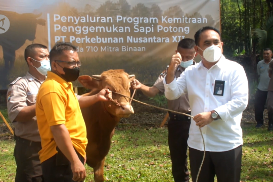 PTPN XII kucurkan Rp 8,52 M untuk optimalkan ternak sapi