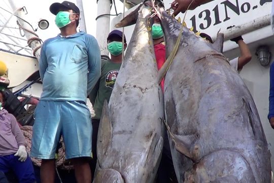 Wamen : Tahun Depan Ekspor Tuna Harus dilakukan