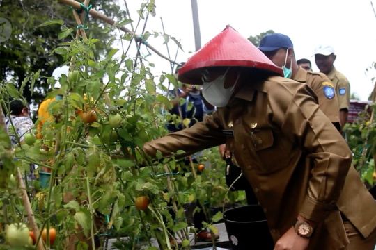 Pemkot Ternate berupaya penuhi kebutuhan hortikultura