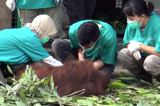 Sebelum dilepasliarkan, orangutan pun harus menjalani uji PCR