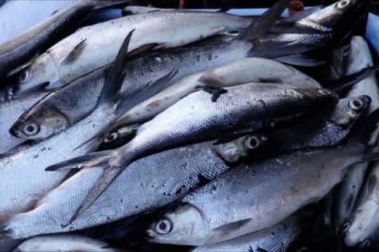 Nilai ekspor produk ikan Indonesia meningkat 6,6 persen