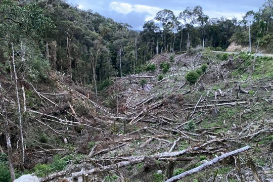 Walhi ajak pemerintah menjaga kelestarian sisa hutan di Sulsel