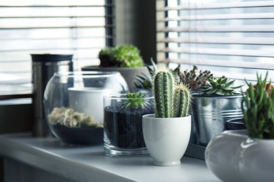 Tujuh manfaat punya tanaman di dalam ruangan Anda