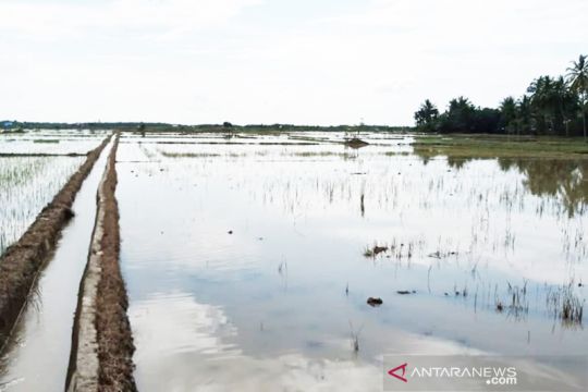 2.802 hektare sawah di Aceh Utara terendam banjir