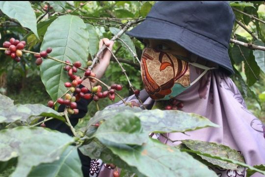 Permintaan kopi dunia membaik, LPEI gencar kembangkan desa devisa
