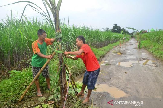 Aksi warga tanam pohon pisang di jalan rusak Kudus