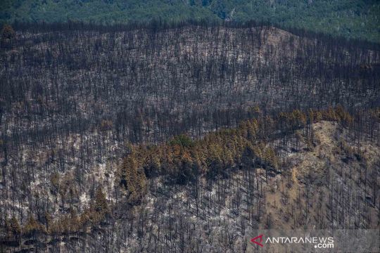 Kondisi sisa kebakaran hutan di wilayah Argentina