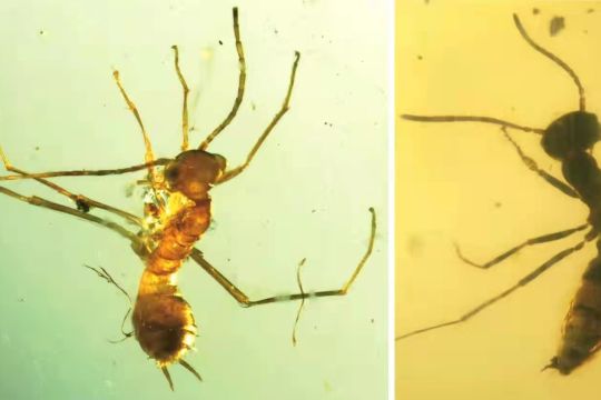 Ilmuwan China temukan mimikri semut dari pertengahan Zaman Kapur