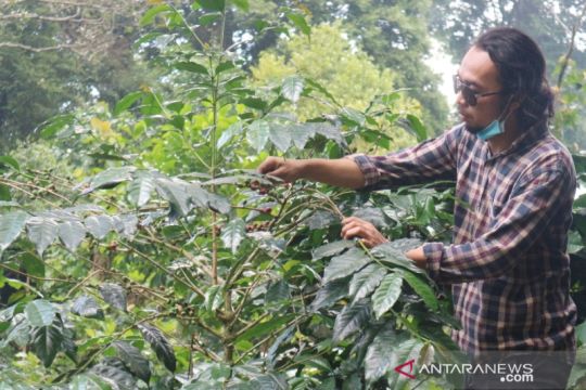 Produksi kopi robusta Bogor lampaui target, terbesar ke-4 di Indonesia