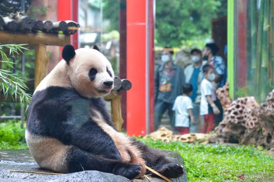 Festival Musim Semi kelima bagi "Cai Tao" dan "Hu Chun" di Taman Safari Bogor