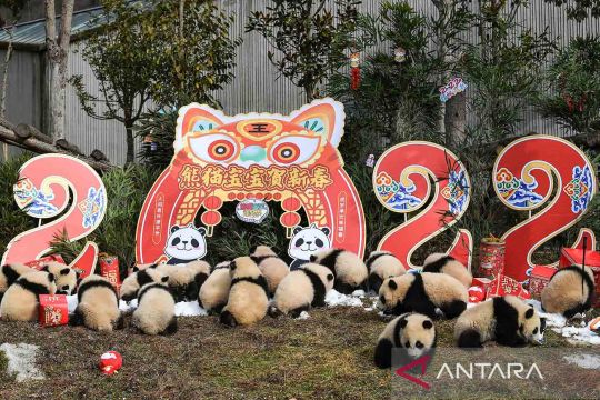 Atraksi bayi panda sambut Imlek di Sinchuan