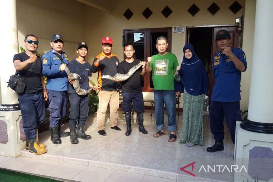 Petugas evakuasi biawak yang bersarang di rumah warga di Tangerang