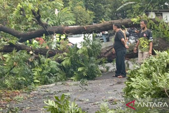 BMKG: Pohon tumbang dan reklame roboh akibat La Lina