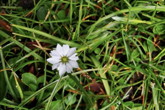 Bunga "paling pemalu" di dunia ditemukan di Dataran Tinggi Tibet