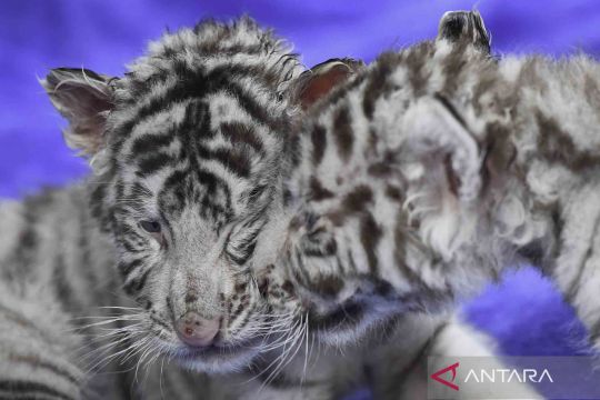 Kelahiran sepasang bayi harimau putih kembar di Taman Safari Chimelong