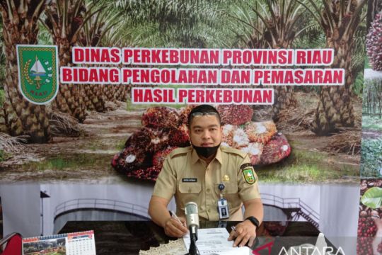 Harga sawit Riau kembali pecah rekor capai Rp3.533,8 per kg